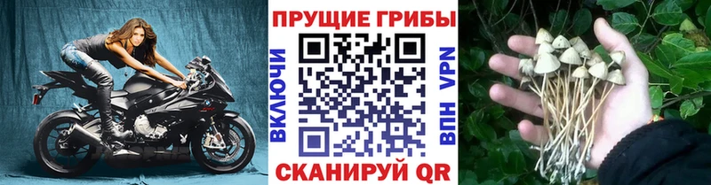 даркнет сайт  Елизаветинская  Галлюциногенные грибы прущие грибы 